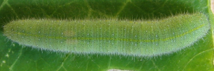 Final Larvae Top of Cabbage White - Pieris rapae